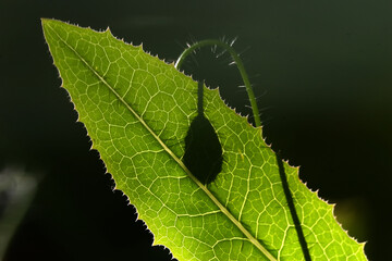 leaf of poppy with shadow