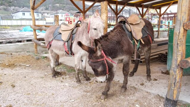 Two donkeys in a traditional village stand in a stall. Domestic animals in the pasture. Family of donkeys outdoors in spring. Pair of donkeys in the meadow.