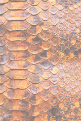 Coloured Real Snake Skin Snakeskin Animal Print Background