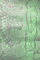 Coloured Real Snake Skin Snakeskin Animal Print Background