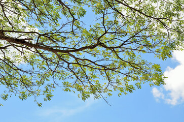 Tree canopy with blue sky and clouds background