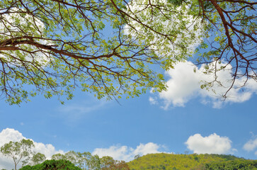 Fresh green leaf at tree canopy with hill and blue sky background