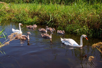 Schwanenfamilie schwimmt auf der Ostrach im Pfrunger Ried