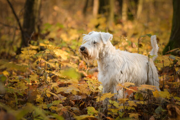 schnauzer is standing in the forest. It is autumn portret.