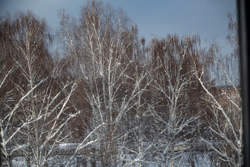 snow covered trees