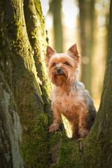 yorkshire is standing in the forest. It is autumn portret.