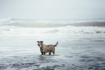 Brown dog with its legs in the water, at the seashore