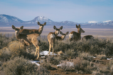 Mule deer looking at camera in the Nevada desert