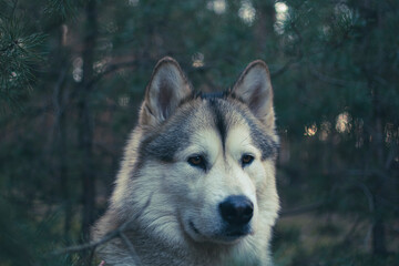 Dark portrait of a dog in a forest. Attentive look, eyes observing the forest, ears listening to the sounds. Selective focus on the details, blurred background.