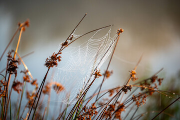 Spinnennetz mit Tautropfen