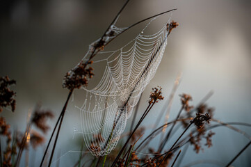 Spinnennetz mit Tautropfen