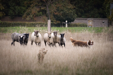 Obraz premium Brown and white fluffy border collie learns to herd a flock of sheep in a pen. Sports standard for dogs on the presence of herding instinct.