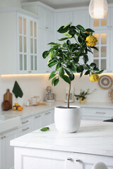 Potted bergamot tree with ripe fruits on kitchen countertop