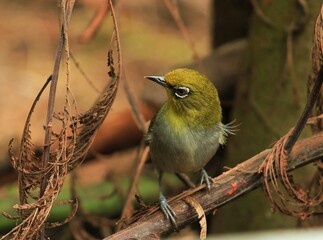 The Cape White-eye, Zosterops pallidus, is a small passerine bird