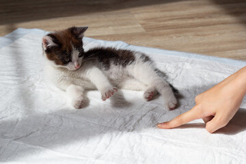 Kitten on a diaper. Toilet training. The owner points a finger at the diaper. Close-up. High quality photo. copy space. 