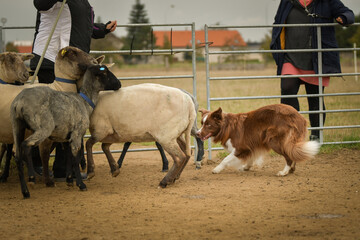 Obraz premium Brown and white fluffy border collie learns to herd a flock of sheep in a pen. Sports standard for dogs on the presence of herding instinct.