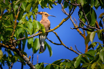 The Eurasian hoopoe (Upupa epops) © Josef Cink
