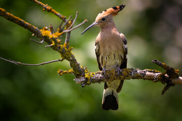 The Eurasian hoopoe (Upupa epops)