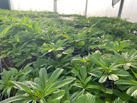 clones in the am