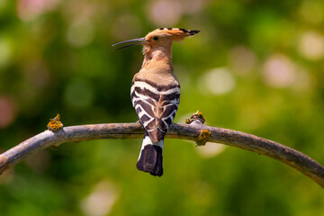 The Eurasian hoopoe (Upupa epops)