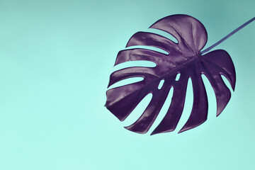 Artificial plant, Philodendron monstera leaf on pink background with copyspace, Indoor tropical...