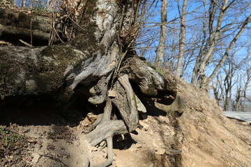 Obraz premium a tree with roots in the forest