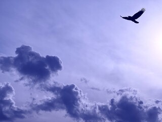The bird flies in the sky above the clouds. 