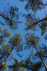 Pine trees forest view
