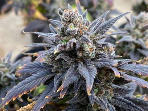 lemon sour diesel