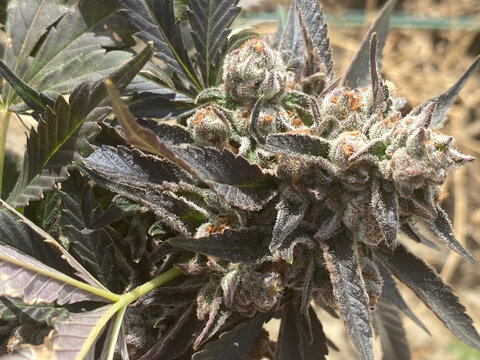 purple punch outdoor