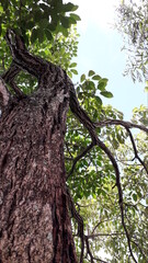 Fototapeta premium Árvore do Jardim