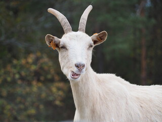 White goat making funny face