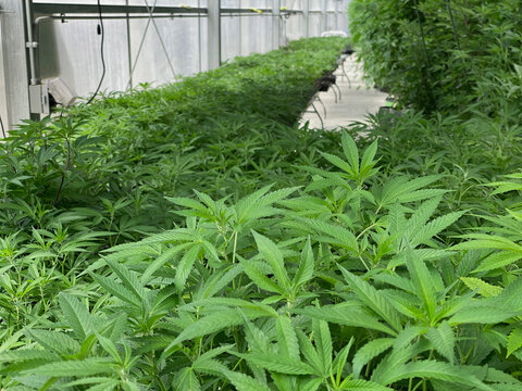 greenhouseclones