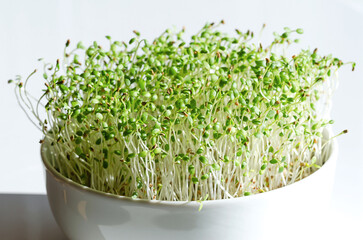 Red clover Microgreens in a white bowl, close up, front view.  Seedlings and fresh sprouts of Trifolium pratense. Green shoots and young plants, a herb, used as a garnish or as a leaf vegetable. Photo - obrazy, fototapety, plakaty