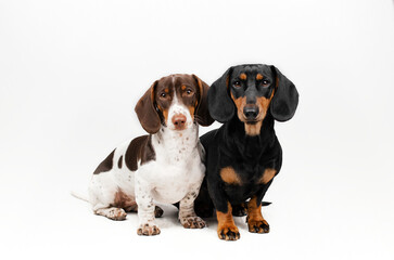 dachshund dog cute portrait on white background funny pet
