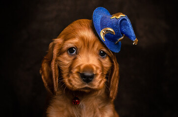english cocker spaniel cute puppy wearing a hat pet portrait
