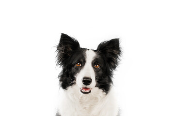 border collie dog cute portrait on white background funny pet
