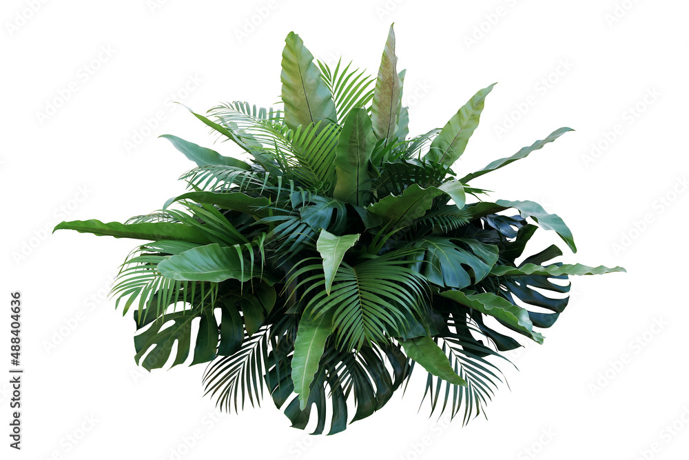 Poster Tropical foliage plant bush (Monstera, palm leaves, and Bird's nest fern) floral arrangement indoors garden nature backdrop isolated on white with clipping path..