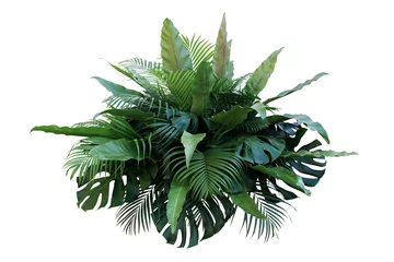 Gartenposter Tropical foliage plant bush (Monstera, palm leaves, and Bird's nest fern) floral arrangement indoors garden nature backdrop isolated on white with clipping path.. © Chansom Pantip