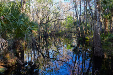 View of Crabgrass Creek, located along the Florida National Scenic Trail (hiking trail) between Orlando and Melbourne, Florida