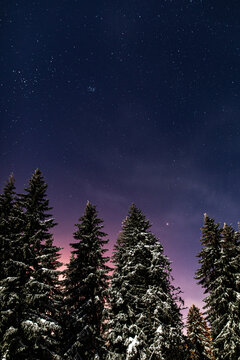 snowy pine trees and the starry sky