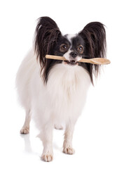 Continental toy spaniel, papillon Dog with a wooden spoon in the mouth