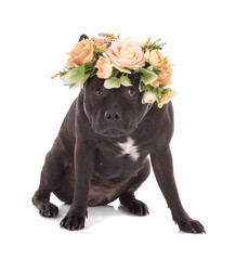 Portrait of an staffordshire terrier dog with a flower crown