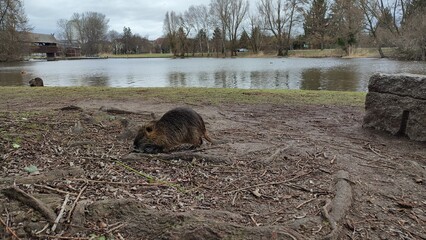 Naklejka premium Bieber, Nutria an See in Park