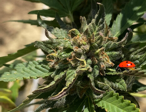 ladybug on cannabis