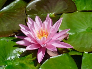 Close up of pink water lily in garden on Isola Madre, one of the Borromean islands, lake Maggiore. Piedmont, Italy.