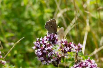 Ringlet (Aphantopus hyperantus) butterfly sitting on a pink flower in Zurich, Switzerland
