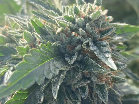 close up i-95