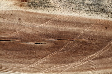 Wood texture of Samanea saman tree