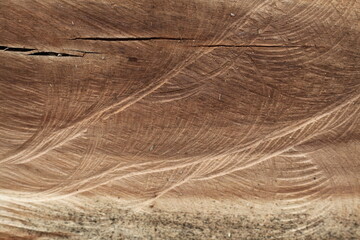 Wood texture of Samanea saman tree